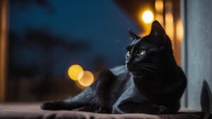 Biblical Meaning of Black Cat in Dream